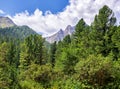 Green mountain taiga. Centennial Siberian pine trees and small shrubs Royalty Free Stock Photo