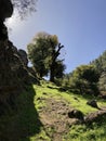 Green mountain view with a large chestnut tree