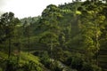 Green mountains hills scenery with tea plantation fields terrace trees and sunset sky in Sri Lanka Nuwara Eliya surroundings