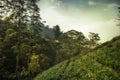 Green mountains hills landscape with tea plantation fields terrace trees and sunset sky in Sri Lanka Nuwara Eliya surroundings