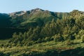 Green mountan hills background with pine forest and snow parts