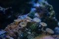 green mouth moon polyp colony move in strong current, fluorescent animal, coquina stone bottom, popular pet in blue LED