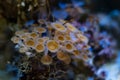 green mouth moon polyp colony move in strong current, fluorescent soft coral animal absorb dissolved organic matter