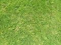 Green cut grass in spring. Football or soccer field green grass background.