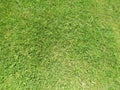 Green cut grass in spring. Football or soccer field green grass background.