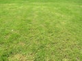 Green cut grass in spring. Football or soccer field green grass background.