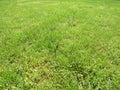 Green cut grass in spring. Football or soccer field green grass background.