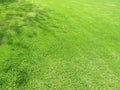 Green cut grass in spring. Football or soccer field green grass background.