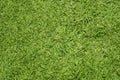 A green mowed lawn as a background. Royalty Free Stock Photo