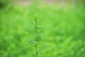 Green moxa grass background Royalty Free Stock Photo
