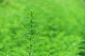 Green moxa grass background Royalty Free Stock Photo