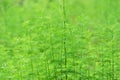 Green moxa grass background Royalty Free Stock Photo