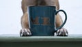 Green MR cup shot on green chair between dog paws Royalty Free Stock Photo