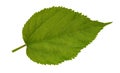 Green Mulberry leaf Royalty Free Stock Photo