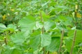 Green mulberry leaves ,mulberry trees are pruned to give the new leaves for prepare silkworm feeding 3-4 times a year Royalty Free Stock Photo