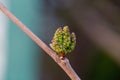 Green mulberry, Morus fruits. growth of plants in spring. Fruit tree with young fruits. Future harvest Royalty Free Stock Photo