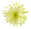 Green mum flower Royalty Free Stock Photo