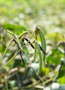 Green Mung bean crop in agriculture field Royalty Free Stock Photo