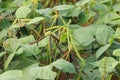 green Mung bean crop close up in agriculture field,Green Gram Crop in the field or Moong, high protein green mung beans plant Royalty Free Stock Photo