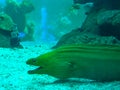 Green murena (moray)