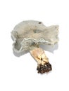 Blue-green mushroom Aniseed toadstool Clitocybe odora