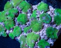 Green mushroom corals