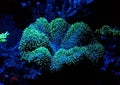 Green Mushroom Leather Coral Sarcophyton sp. Royalty Free Stock Photo