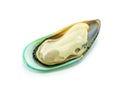 Green mussel