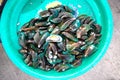 Green Mussel Perna Viridis in plastic salver. Royalty Free Stock Photo