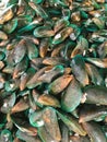 Green mussel in raw food market Royalty Free Stock Photo