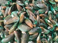 Green mussel in raw food market Royalty Free Stock Photo