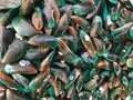 Green mussel in raw food market Royalty Free Stock Photo