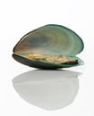 Green mussels Royalty Free Stock Photo