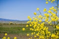 Green mustard blooming on the levees of south San Francisco bay, Mountain View, California