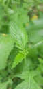 Green  Mustard bud with leaff Royalty Free Stock Photo