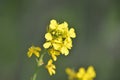 Green Mustard plants with their flowers