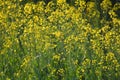 Green Mustard plants with their flowers