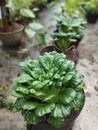 Green mustard plants thrive in black pots