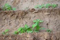 Green mustard young plant in soil, new life concept Royalty Free Stock Photo