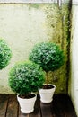 Green myrtle trees in pots Royalty Free Stock Photo