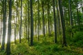 Green mystic landscape with beech trees in a forest in summer, sunbeams pour through trees in forest Royalty Free Stock Photo