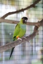 Green nanday conure perching