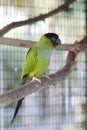 Green nanday conure