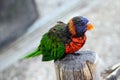 Green Nape Lorikeet