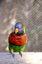 Green Nape Lorikeet Royalty Free Stock Photo