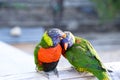 Green Nape Lorikeet Royalty Free Stock Photo