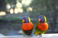 Green Nape Lorikeet Royalty Free Stock Photo