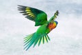 Green-naped lorikeet flying in the air Royalty Free Stock Photo