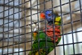 Green-naped Lorikeet Royalty Free Stock Photo