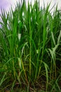 Green Napier Grass